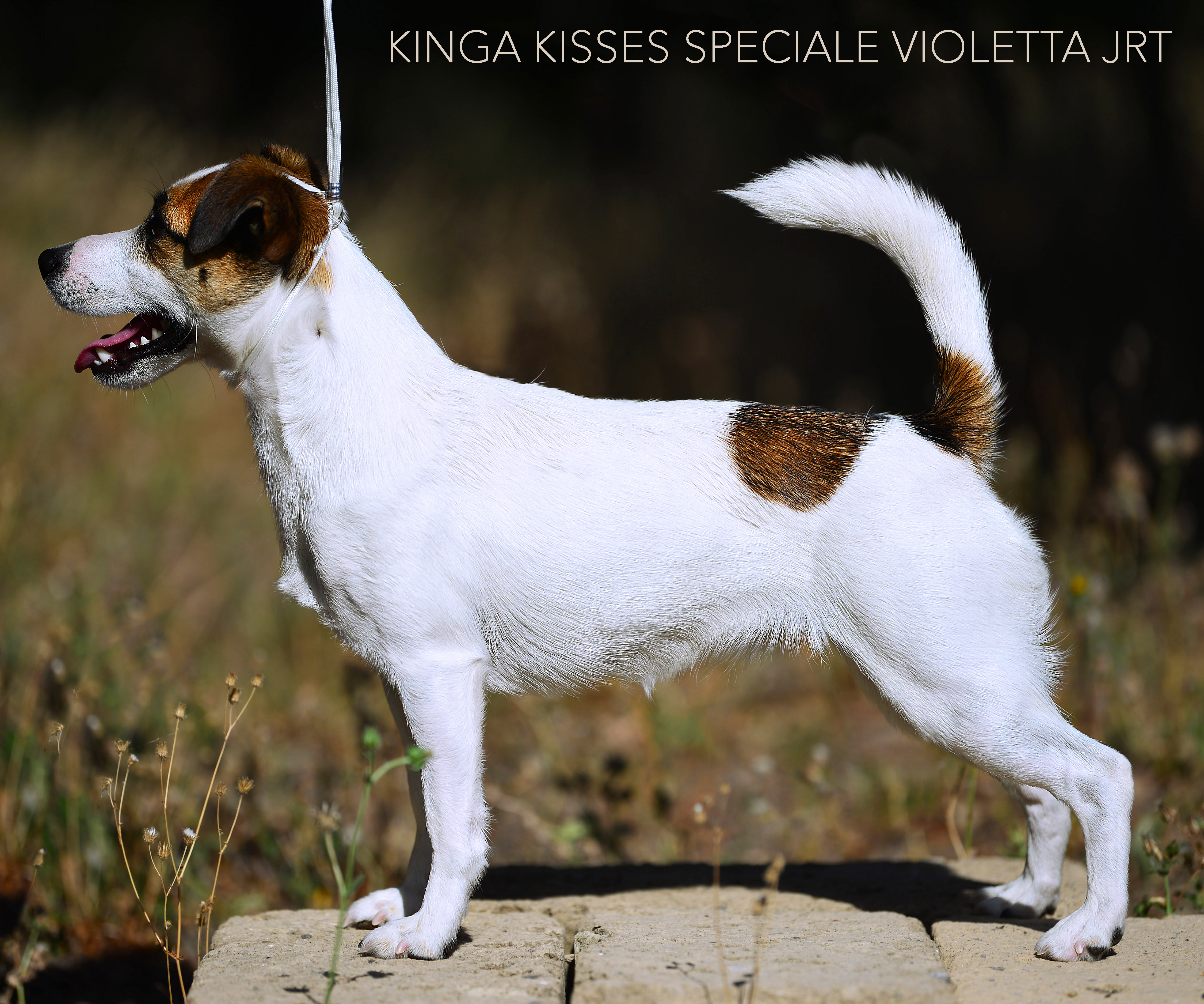  Kinga Kisses Speciale Violetta Jrt